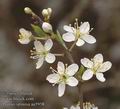 Prunus_spinosa_aa5958