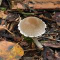 Psathyrella_artemisiae_bp0257