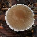 Psathyrella_artemisiae_bp0260