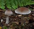 Psathyrella_artemisiae_bp0268