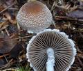 Psathyrella_artemisiae_bp0289