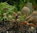 Psathyrella_berolinensis_ak2339