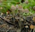 Psathyrella_berolinensis_ak2350