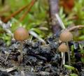 Psathyrella_berolinensis_ak2405