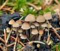 Psathyrella_berolinensis_br4277