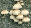 Psathyrella_candolleana_ac7360