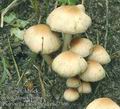 Psathyrella_candolleana_ac7366