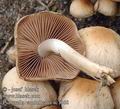 Psathyrella_candolleana_ac7368