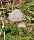 Psathyrella_candolleana_bm3664