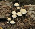 Psathyrella_candolleana_bs4904