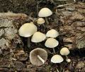 Psathyrella_candolleana_bs4908