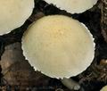 Psathyrella_candolleana_bs4910