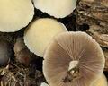 Psathyrella_candolleana_bs4914