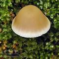 Psathyrella_cernua_bi5765