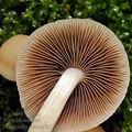 Psathyrella_cernua_bi5779