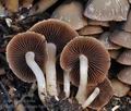 Psathyrella_cernua_bp4554