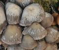 Psathyrella_cernua_bp4557