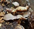 Psathyrella_cernua_bv7191