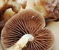 Psathyrella_cernua_bv7198