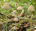 Psathyrella_conopilus_aa7097