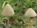 Psathyrella_conopilus_aa7100