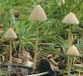 Psathyrella_conopilus_aa7101