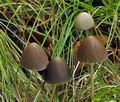 Psathyrella_conopilus_bs8589