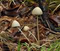 Psathyrella_conopilus_bs8591