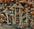 Psathyrella_conopilus_bv7384