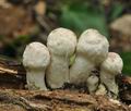 Psathyrella_cotonea_bo7983