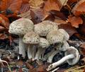 Psathyrella_cotonea_bp4746