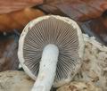 Psathyrella_cotonea_bp4751