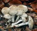 Psathyrella_cotonea_bp4762