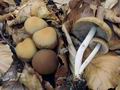 Psathyrella_fagetophila_hx2126