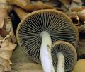 Psathyrella_fagetophila_hx2131