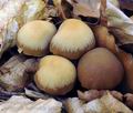 Psathyrella_fagetophila_hx2136