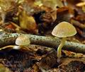 Psathyrella_friesii_bi0096