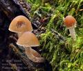 Psathyrella_friesii_bi6567