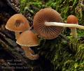 Psathyrella_friesii_bi6574