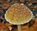 Psathyrella_friesii_bv4023