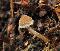 Psathyrella_friesii_jf9575