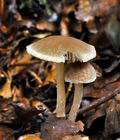 Psathyrella_friesii_jf9577