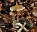 Psathyrella_friesii_jf9581