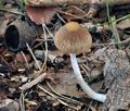 Psathyrella_fusca_bm2702