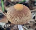 Psathyrella_fusca_bm2703