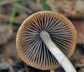 Psathyrella_fusca_bm2707