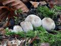 Psathyrella_maculata_ca4619