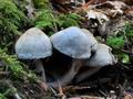 Psathyrella_maculata_ca4634