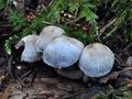 Psathyrella_maculata_ca4637