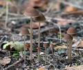 Psathyrella_microrhiza_cg1275s